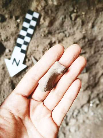 圖為考古學家發掘到的老虎腳趾骨。