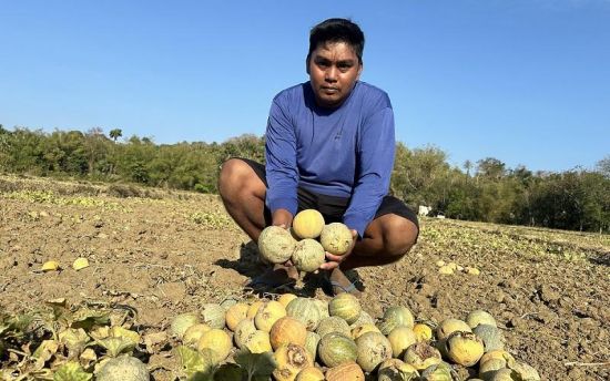 3月17日，東岷多洛省一名農民在農場裡拿著因長久未下雨而未能長大的甜瓜。