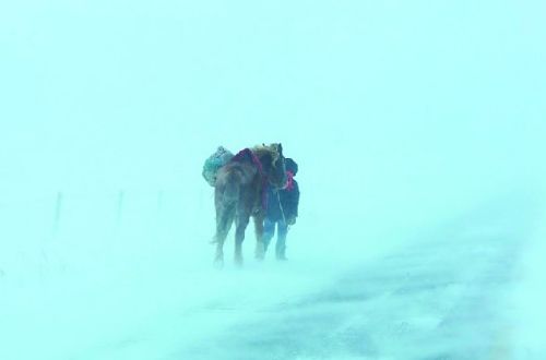 风雪交加人畜难行