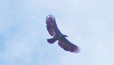睽違兩年未現身紀錄後，一隻菲律濱鷹再度現蹤西納卡山。