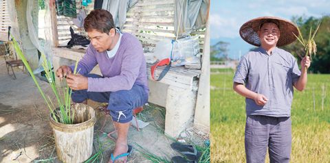 左圖為3月16日,在蕊描伊絲夏省,中國隆平高科菲律濱研發中心的育種員進行水稻雜交工作。右圖為中國隆平高科菲律濱研發中心專家郭小波在一處試驗田展示水稻。(新華社)