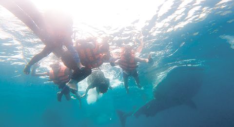菲中部大城宿務市逐漸成為亞洲的熱門英語遊學據點。圖為學生在課後時間浮潛看鯨鯊。