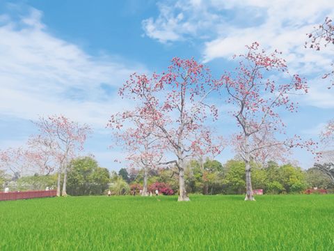 (圖片說明:昌江盛開的木棉)
